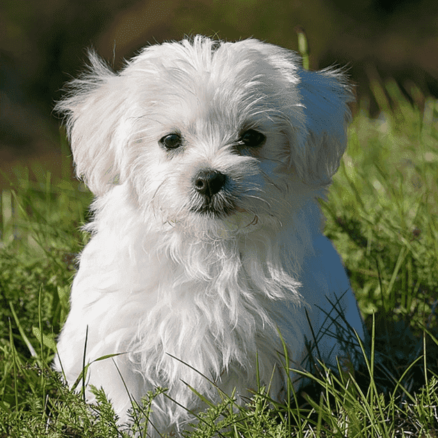 フランス 犬 の 名前